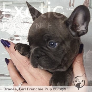 Brades Blue Female Frenchie Puppy POA